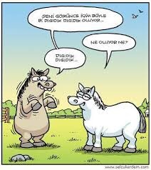 Aşık olunca insanın içinde uçuşan hayvanın adı neydi?