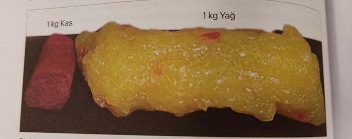 1 kg kas ve 1 kg yağ arasındaki fark