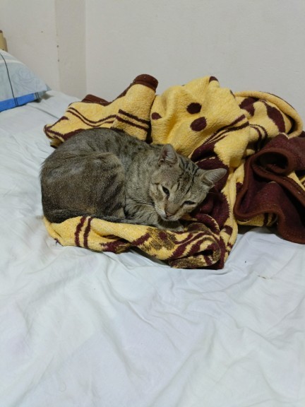 Lan, yurda kedi girmiş. Hem de tüm yatakları bırakmış, benim yatağımda yattı. Hasta olabilir mi?