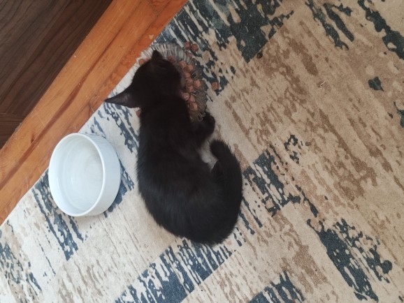 Sokaktan kedi sahiplendim nasıl eve alıştıracağım?