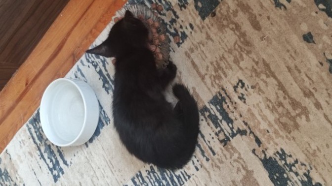 Sokaktan kedi sahiplendim nasıl eve alıştıracağım?