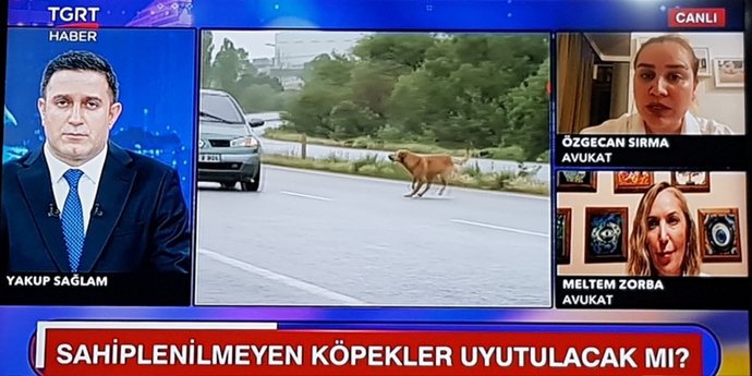 Sizce çözüm nedir?