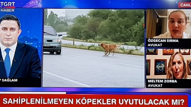 Sokak köpeklerinin uyutulması fikri hakkında ne düşünüyorsunuz?