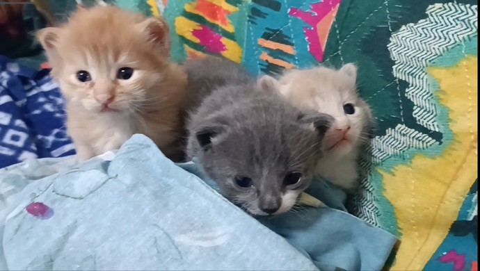 Kediler beni her seferinde şaşırtıyor. Sizde böyle şeylere şahit oldunuz mu hiç? Detaya bakar mısınız?