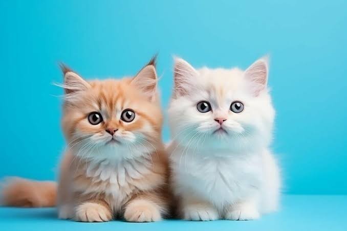 Kedi sahipleri yeni kedi sahibi olacak kişilere ne tavsiyede bulunursunuz?