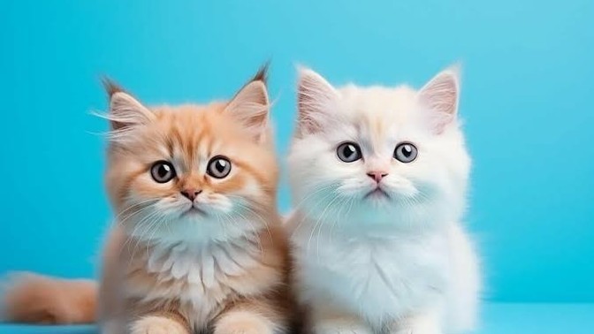 Kedi sahipleri yeni kedi sahibi olacak kişilere ne tavsiyede bulunursunuz?