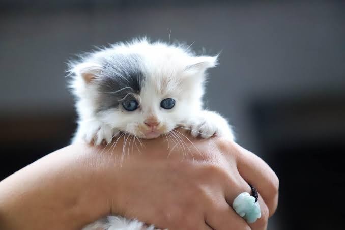 Doğum günü hediyesi olarak yavru kedi veya köpek almak doğru bir davranış mı sizce?