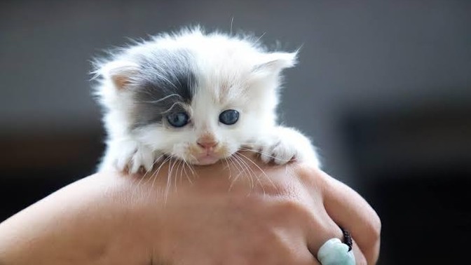 Doğum günü hediyesi olarak yavru kedi veya köpek almak doğru bir davranış mı sizce?