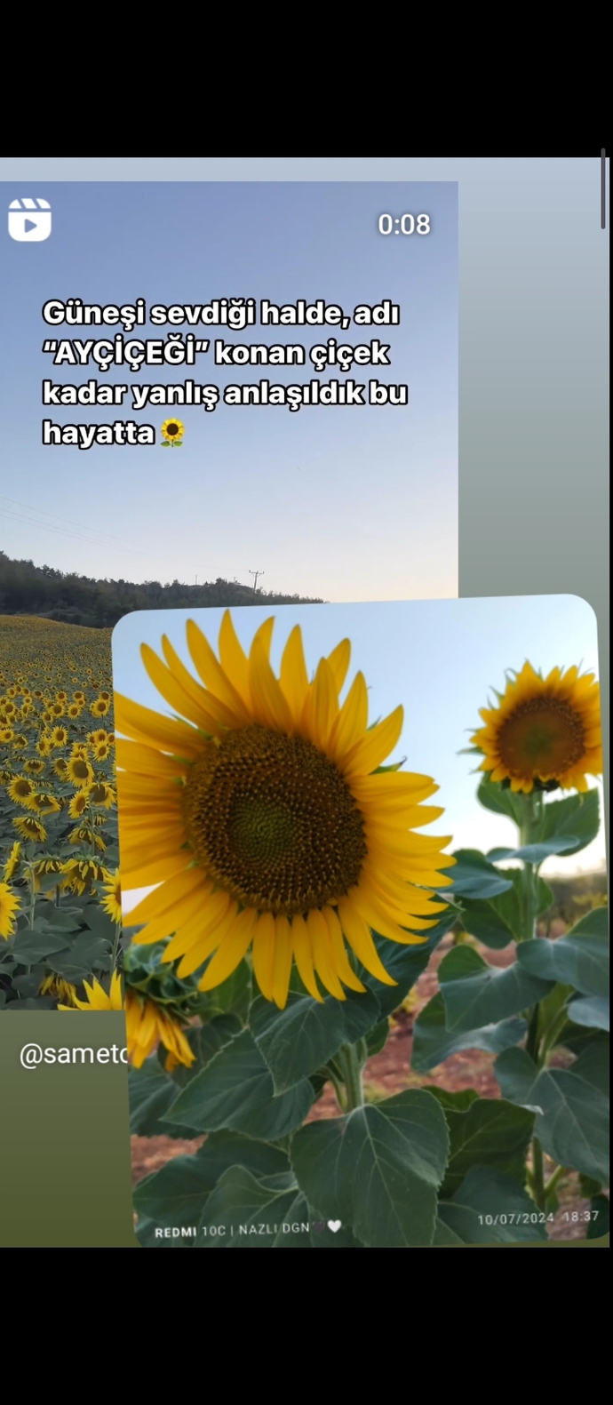 🌻