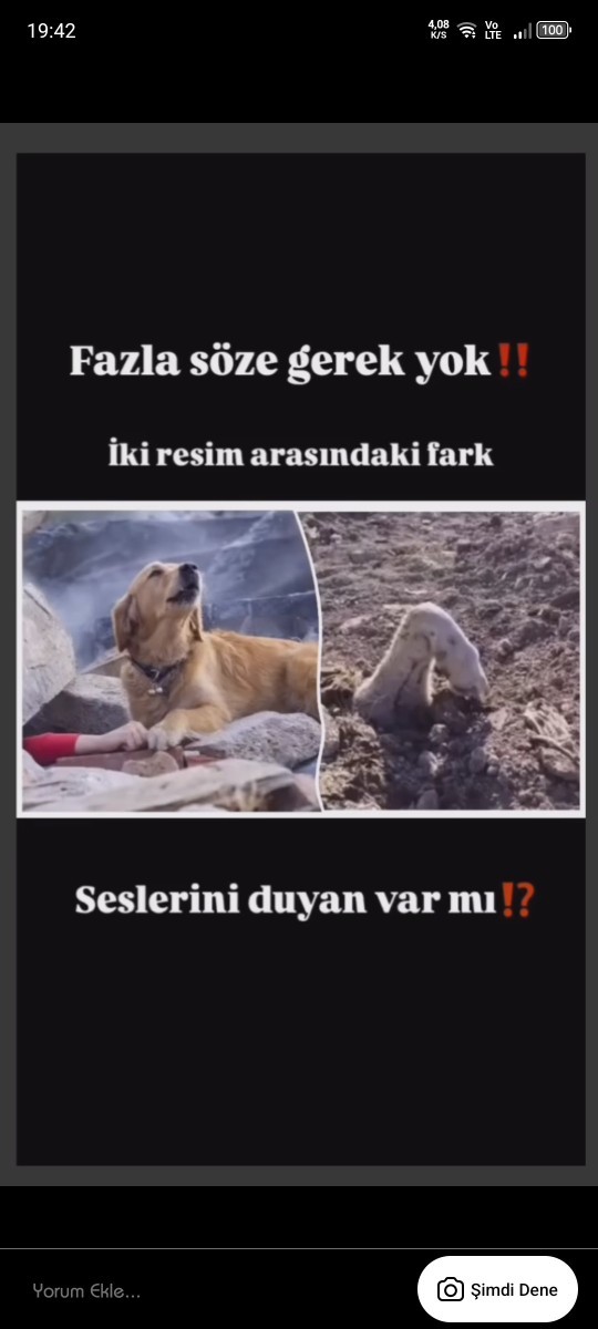 Hayvan sevgisi olmayan insanlar hakkında ne düşünüyorsunuz?