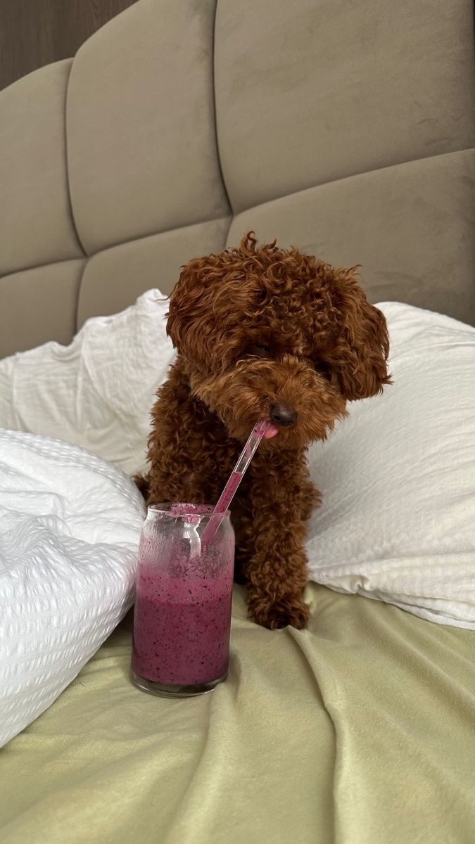 Sizce maltipoo’mu yoksa toy poodle mi?