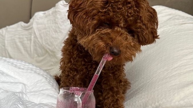 Sizce maltipoo’mu yoksa toy poodle mi?
