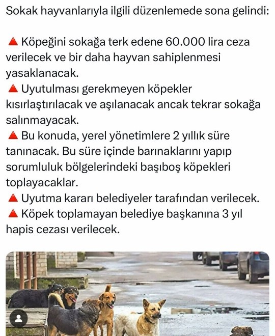 Sokak köpekleri düzenlemesi tamamlandı! Uygulama hakkında düşünceleriniz neler?