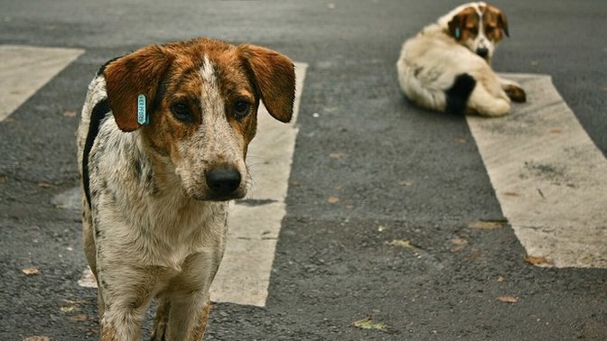 Sokak köpekleri düzenlemesi tamamlandı! Uygulama hakkında düşünceleriniz neler?