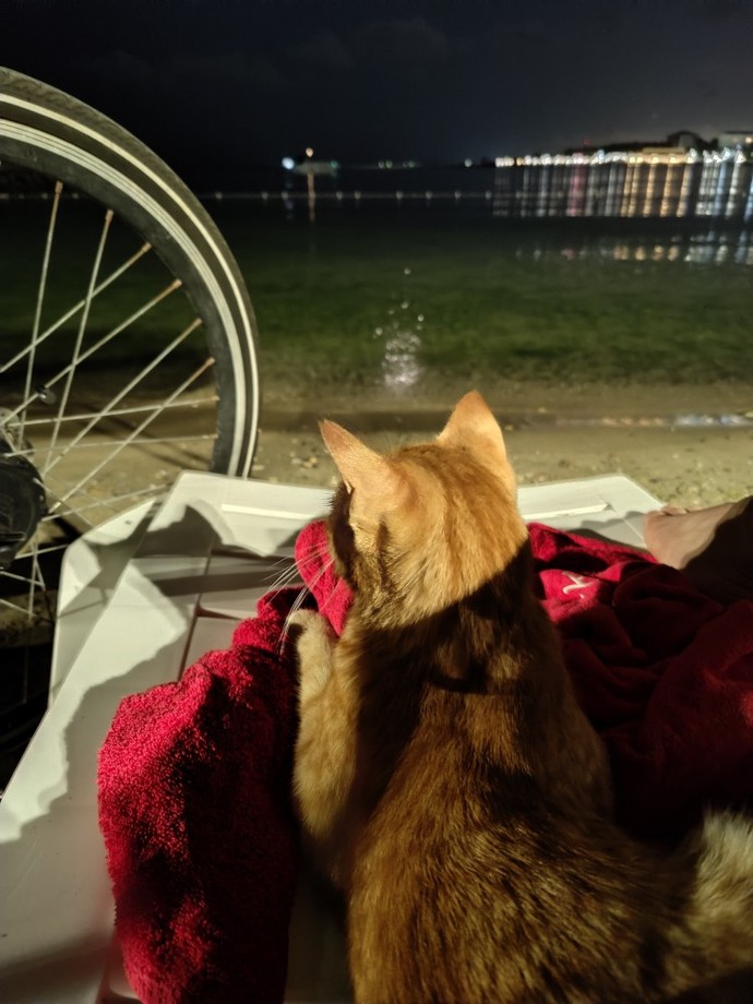 Bu kedinin adı ne olsun?