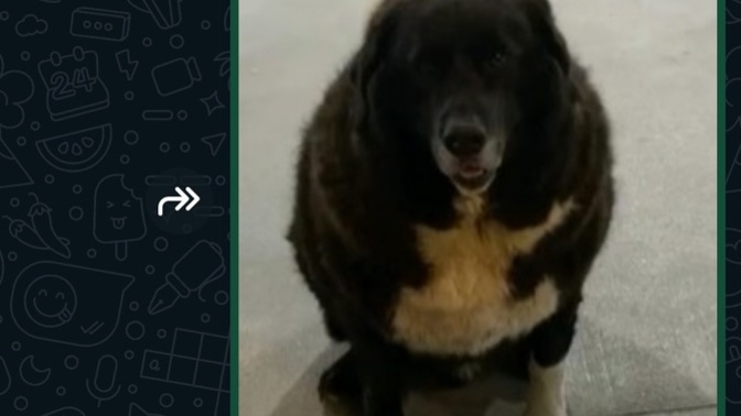 WhatsApp profil resminizde ne var?