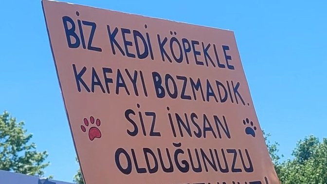 Kedi ve köpeklere yardım edenleri neden küçümsüyorlar?