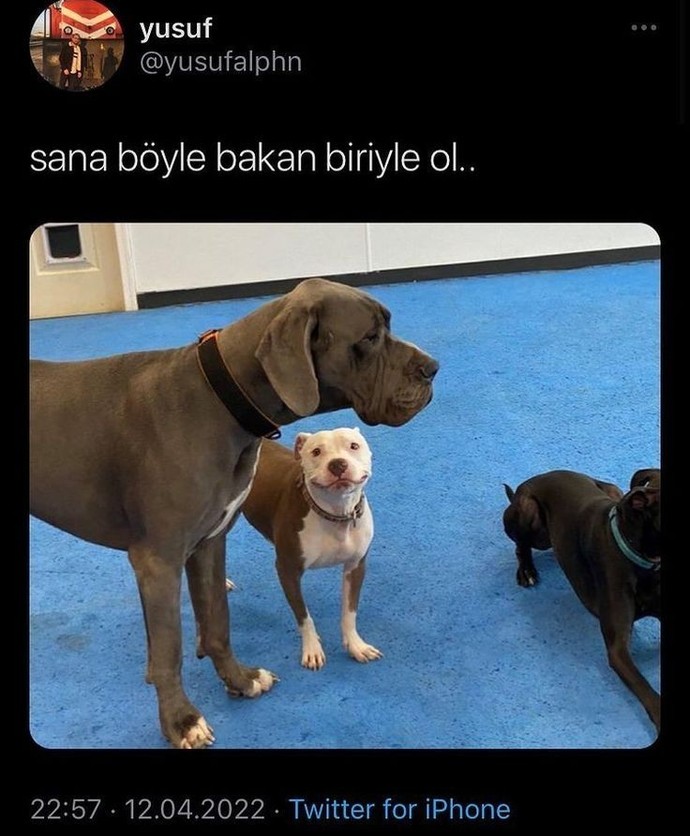 Evcil hayvanına bir özellik verseydin bu ne olurdu?