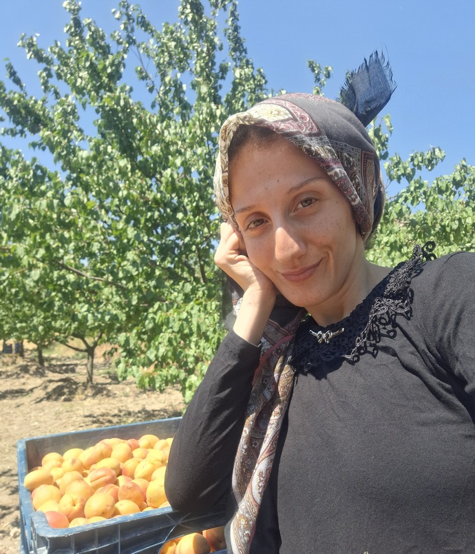 Kayısı sezonu açıldı nasılım?