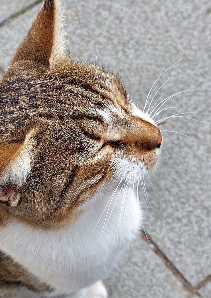 Başka bir kedi benim kediyi dövüyor ne yapayım?