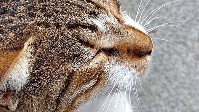 Başka bir kedi benim kediyi dövüyor ne yapayım?