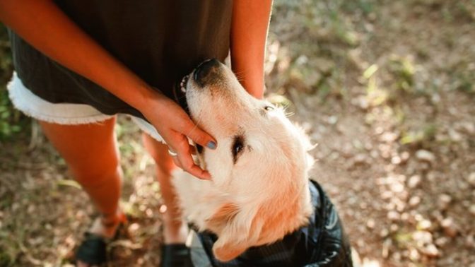 Köpeklerin en sevdiğiniz özelliği nedir?