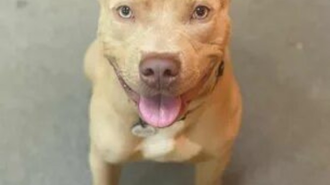Pitbull beslediğim için evime kimse gelmiyor?