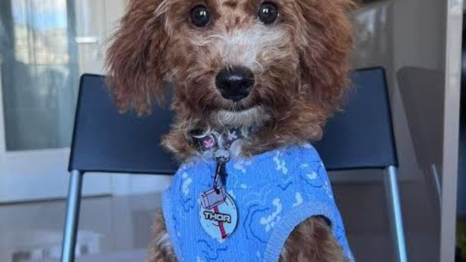 Hangi cins kedi köpeği çok seviyorsun?