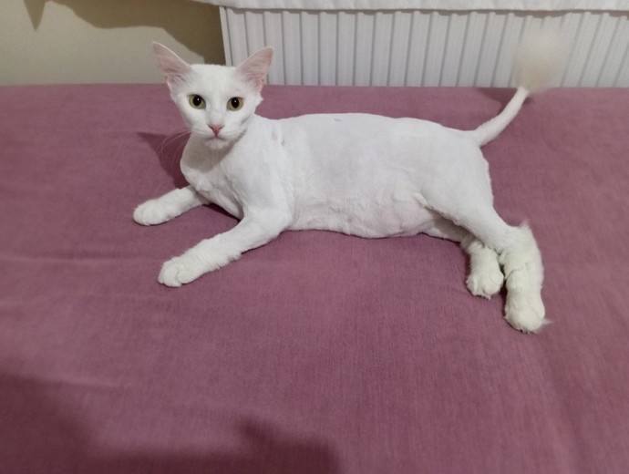 Hangi kedi türünü daha çok seversiniz?