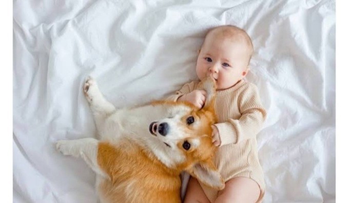 Bebekli evde köpek beslenebilir mi?