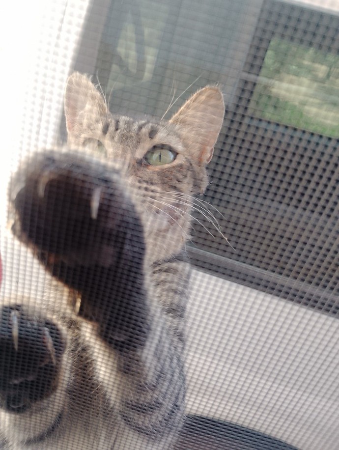Sokakta kedi görseniz sever misiniz, yoksa uzak mı durursunuz?