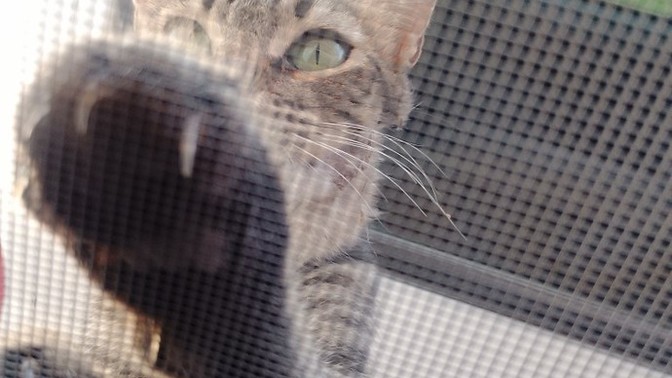 Sokakta kedi görseniz sever misiniz, yoksa uzak mı durursunuz?
