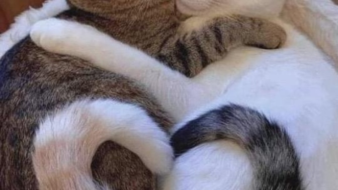 Erkek adam sevdiği kadını üzer mi?