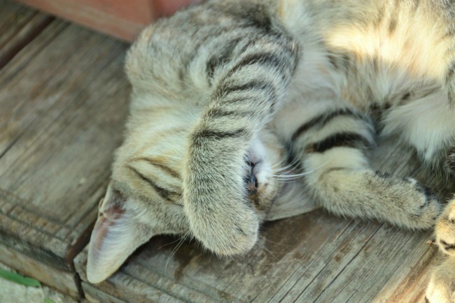 Ben güneşe çıkınca bunalıyorum ve yüzüm kızarıyor açık tenliyim diye, utanıncada kızarıyor mudur?