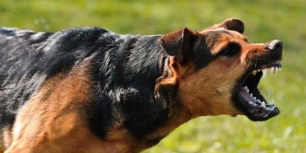 Köpeksiz sokaklar istiyoruz!