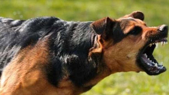 CHP Sokak hayvanları yasasına direnme kararı aldı. Köpekler sokakta yaşayıp insanların canını alsın istiyorlar. Ne düşünüyorsunuz?