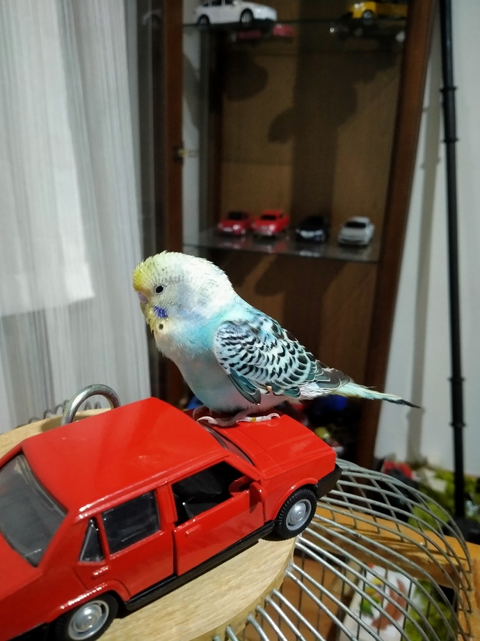 Muhabbet kuşuma araba aldık?
