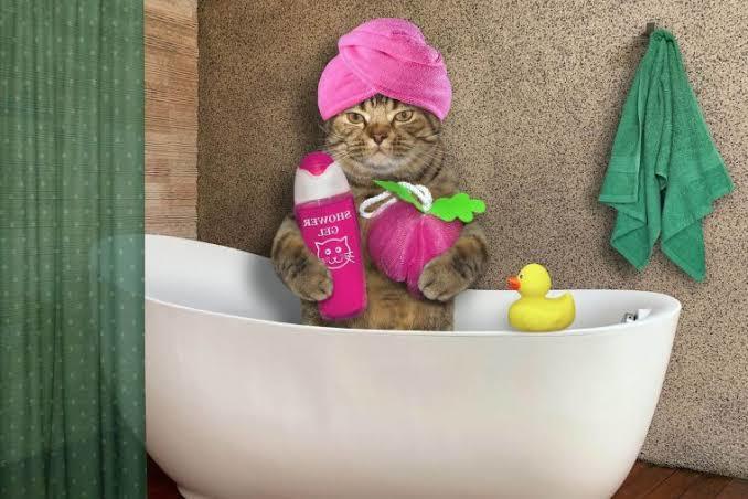 Kedi yıkamak zararlı mı sizce?