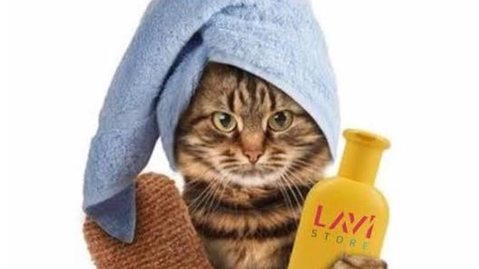 Kedi yıkamak zararlı mı sizce?