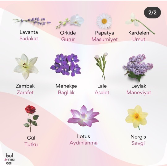 Gördügün ilk 3 çiçeği yoruma yaz?