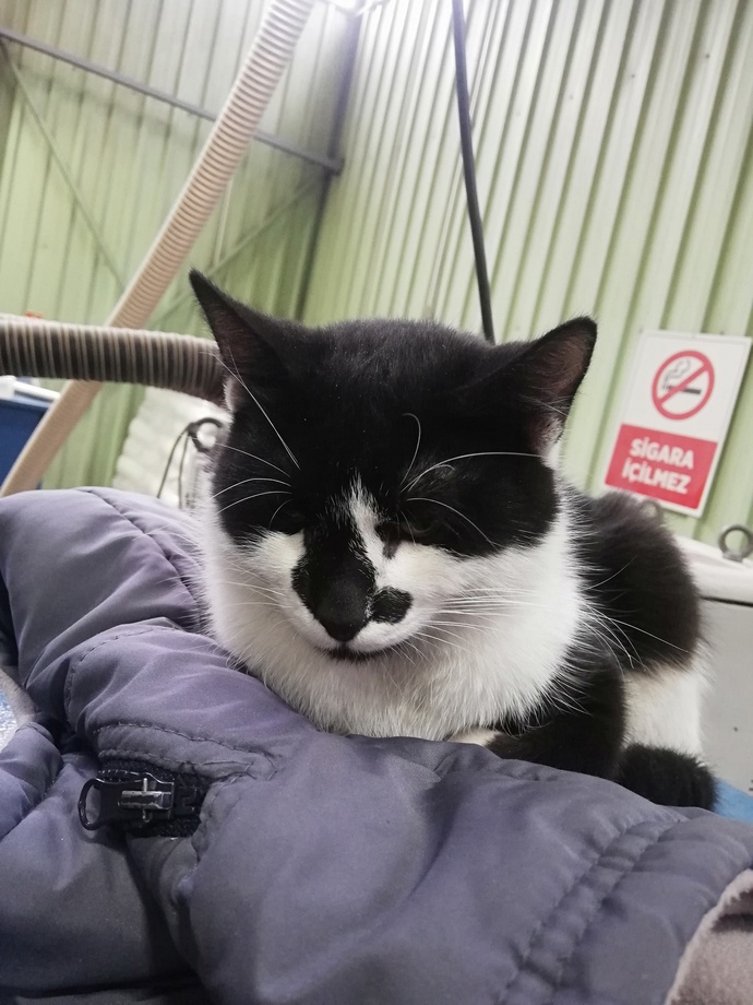 Kedi