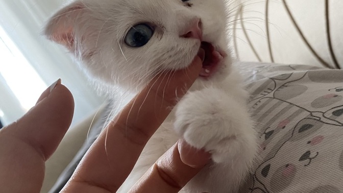 Isırarak mı seversiniz, normal insanlar gibi mi?