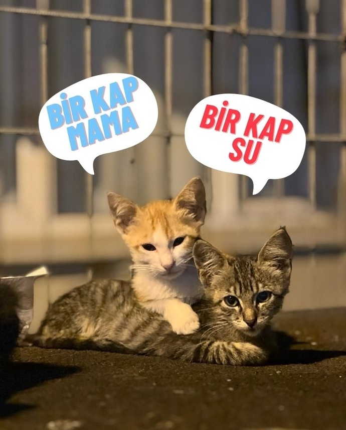 #nirhamm 🔴 🔴 🔴 🔴
