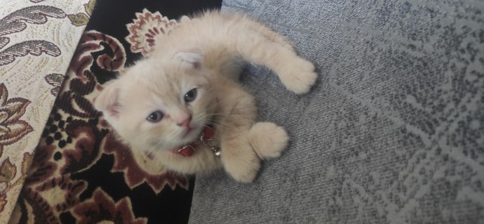En sevdiğiniz hayvan? (beslediğiniz hayvan var mı) ?