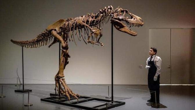 ABD'de gerçekleşen açık arttırmada, dinozor iskeleti 44,6 milyon dolara satıldı. Siz bu kadar para verir miydiniz?
