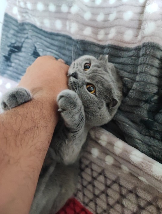 Sizce kedim çiçek benden ne istiyor olabilir?