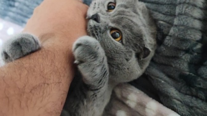 Sizce kedim çiçek benden ne istiyor olabilir?