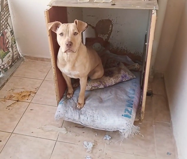 Pitbull köpekleri hakkında ne düşünüyorsunuz? Besler misiniz?
