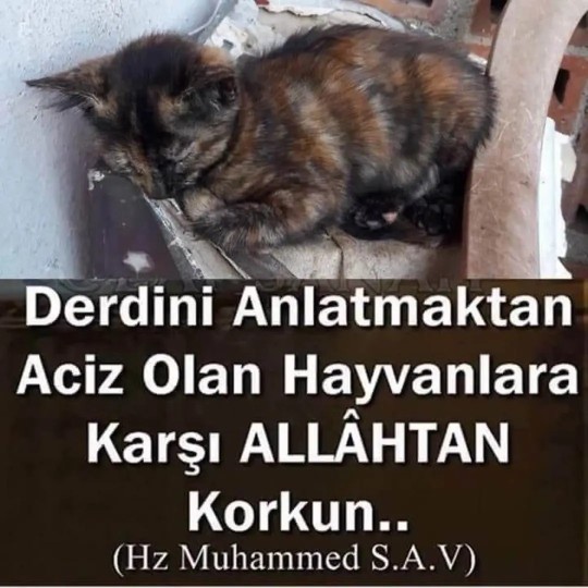 Köpeklerin Toplatılması, Uyutulması veya Kısırlaştırılması Hakkında Ne Düşünüyorsunuz?