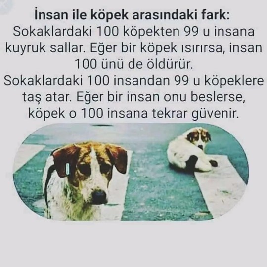 Köpeklerin Toplatılması, Uyutulması veya Kısırlaştırılması Hakkında Ne Düşünüyorsunuz?